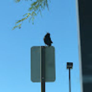 Meet your Posher, Caitlin